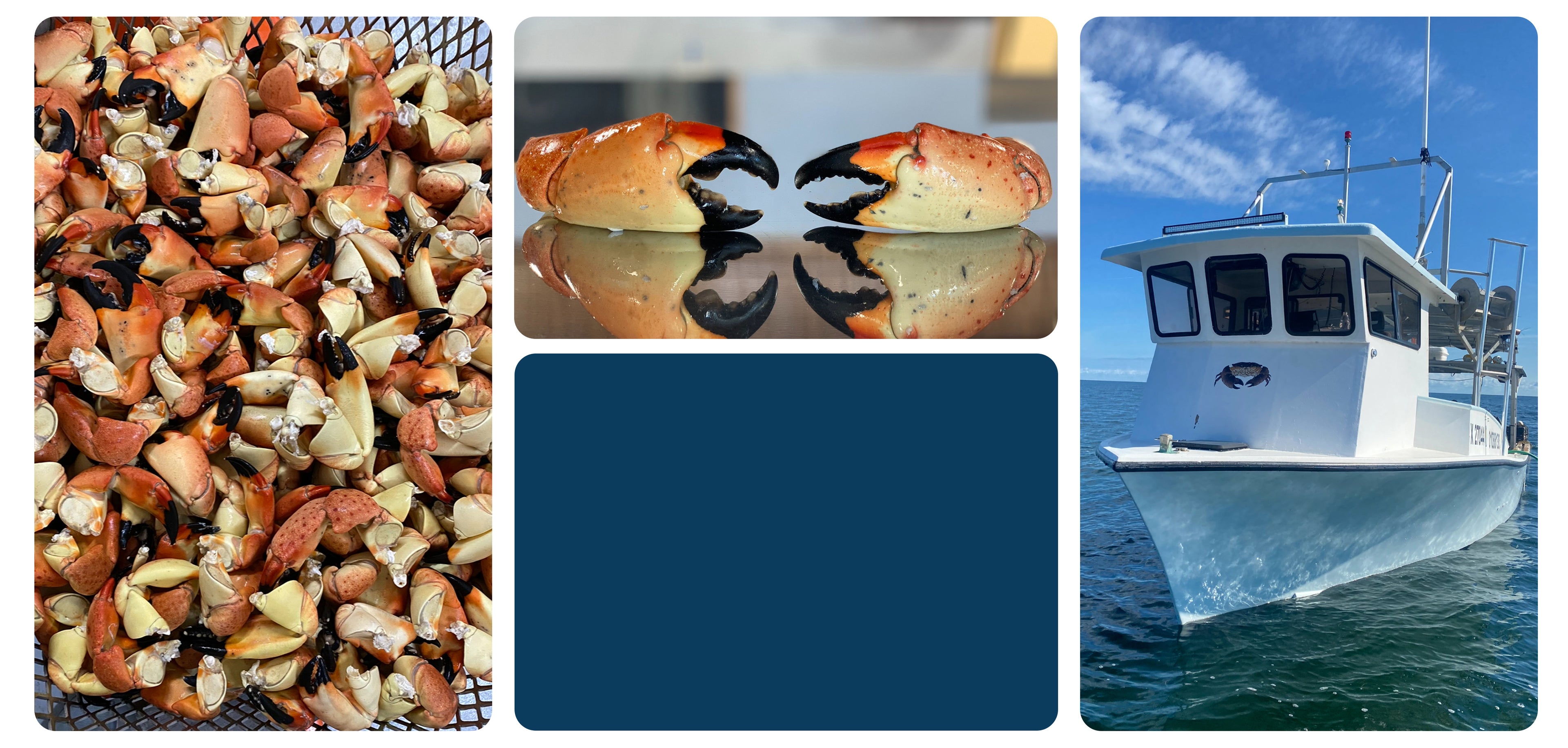 Visual representation of the stone crab industry, showing a large quantity of harvested claws and a boat used for fishing.
