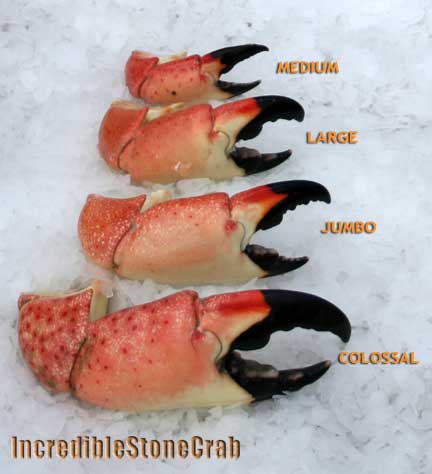 Stone Crab Claws (Medium)