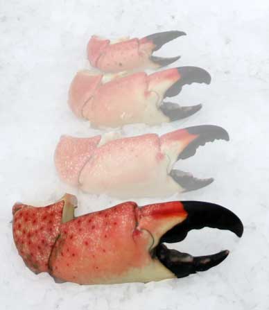 Stone Crab Claws (Colossal)