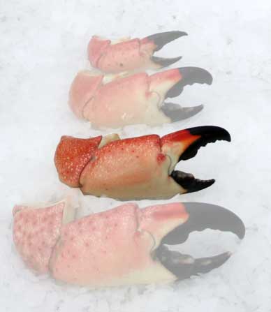 Stone Crab Claws (Jumbo)