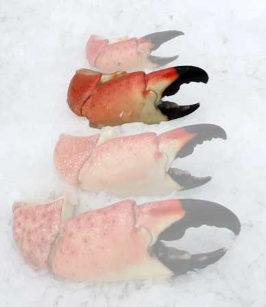Stone Crab Claws (Large)
