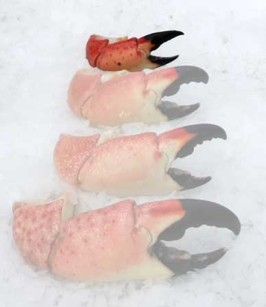 Stone Crab Claws (Medium)